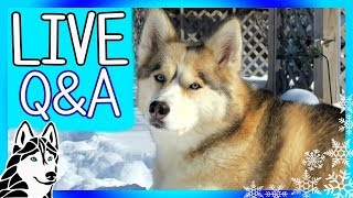 LIVE Q&A with Gone to the Snow Dogs | Siberian Huskies Live