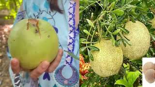 Bael fruit - Our Indian Avocado!