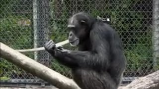 Facts of chimpanzee - intelligent creature #ultimatebeauty