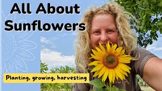 All About Sunflowers