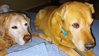 Remembering My Beautiful Fur Babies 
