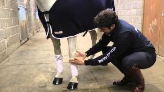 Looking after your horse's legs