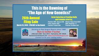 2019 Fischer Red Angus Yearling Bulls & Heifers For Sale | March 23rd
