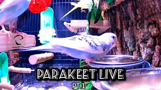 Parakeet Live: Calming Budgie Noises & Music (Live Re-upload) pt.1