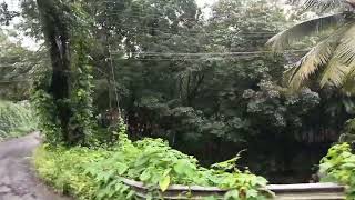 Punalur To Thenmala യിലെ മനോഹരമായ കാഴ്ചകൾ♥#travel #beauty #thenmala #tree