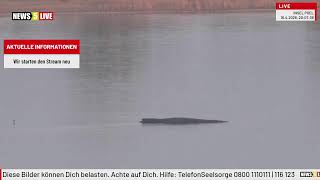 LIVE: Buckelwal "Hope" vor der Insel Poel - Tag 25