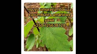 bababarakuzinze? urakora ugahomba?  nguyu umuti uzahangana kandi uzahashya  ababigukorera!!!!!!!