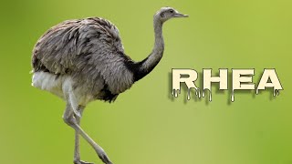 Rhea sounds