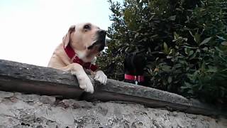 Eduard & Dieren: Lief ogende honden