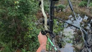 Bowhunting wild hogs in Florida