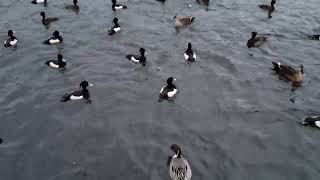 Ducks everywhere