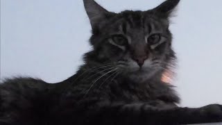 Unedited Footage of a Cat