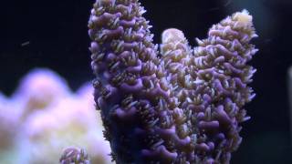 hyacinth.m2ts