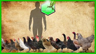 Chicken Size Comparison