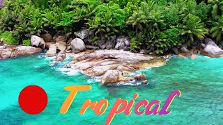 🌴 Natural Tropical Cliff Beach With Waves And Seagulls | No Music | 🌴