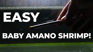 Breeding Amano Shrimp - Easy Low Tech Method For Transferring Babies To Saltwater + Bonus Feeding