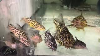 Sims Tropical Fish Synodontis Schoutedeni