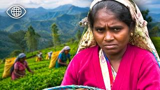 Sri Lanka: The Secret Route of Legendary Ceylon Tea ⎮World Documentary⎮AMP