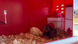 RentACoop Little Red Barn chick brooder
