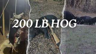 200LB Hog!