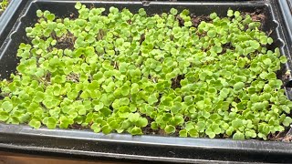 Hey Kim! It’s a look at what’s growing inside!! 🌿🥬🧅