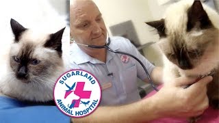 OUR CAT FRIENDLY ANIMAL HOSPITAL