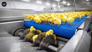 Chicken Mega Factory: Egg Incubation & Broiler Raising Process