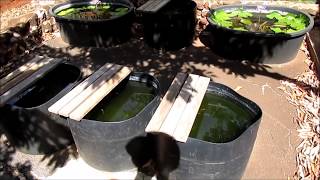 Four Month Old Guppies, Feeding, Keeping, and Selling Half of Them to the Pet Store