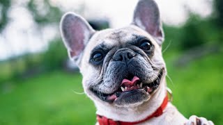 Cute Pets And Funny Animals Compilation | TRY NOT TO LAUGH