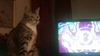 My Cat Reacting To Music!