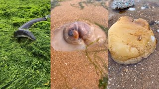 How to Catch Fish in Sea Water Beach | Fishman Catching SeaFood 🦀🐙 #005