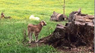 Goats