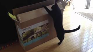 Crack Cat Joker