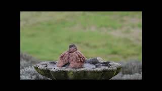 2019 03 14 | Kestrel Birdbath