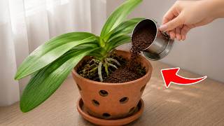 Don’t Throw Away Used Coffee Grounds! 14 Genius Reuses That Will Save You Money | Linda Home