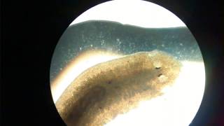 Planaria