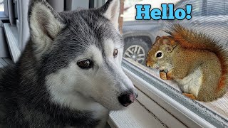 Little Red Squirrel 🐿️ Visits the Window to see the Dogs!