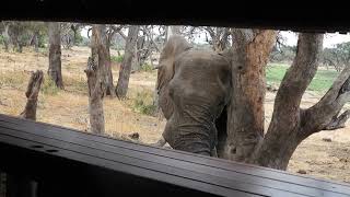 Elephant up close