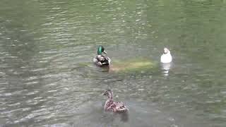 Mallard Ducks and a Black-Headed Gull