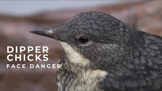 Dipper chicks navigate extreme terrain
