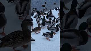 Pīles un citi putni Rēzeknē #latgale #duck #rezekne #winter #river