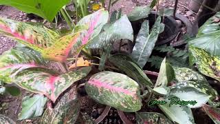 My #aglaonema collections. #aglaonemacollections #aglaonemalovers