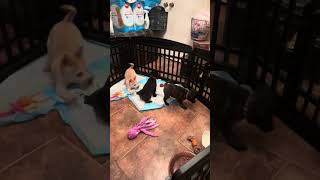 Welcome Faiths Babies! Halo Joy Grace! Charming Pet Rescue 