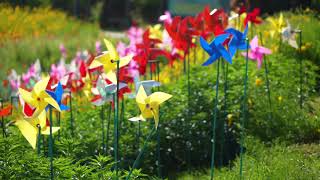 Pinwheel | Upbeat Music for Study, Work, Relaxation & Stress Relief