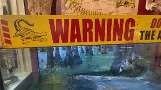 I got attacked by an alligator at The Great American Alligator Museum