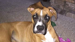 Dozer opening his 2nd BarkBox!!