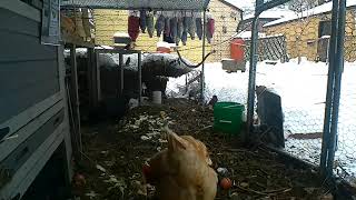 20260104 Mount Point Chickens - #Chicken #disco #music #discomusic #egglayers #wordup #2025