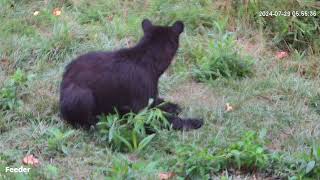 Black Bear wonders back!