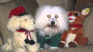 Bailey The Coton De Tulear. 1999-2013