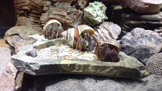 Afternoon snack time  for my hermit crabs